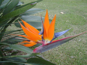 bird of paradise, kauai, kauai flowers